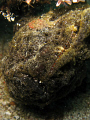 Giant Anglerfish 